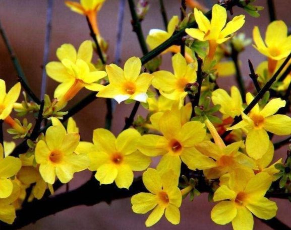 我与旧事归于尽,来年依旧迎花开全诗是什么?