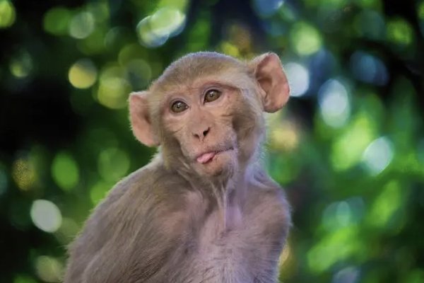 再三再四猜一生肖