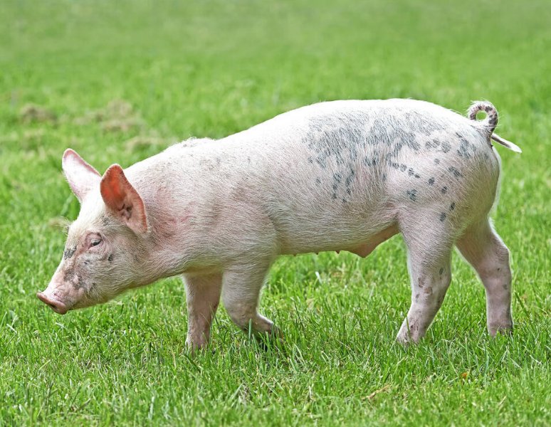 龙肝风髓打一生肖