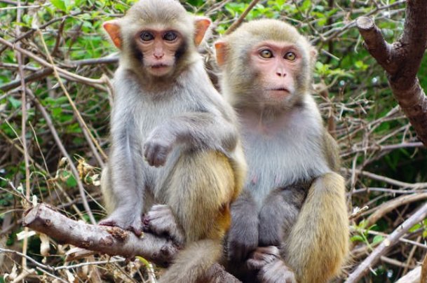 五指山上人中人是什么生肖