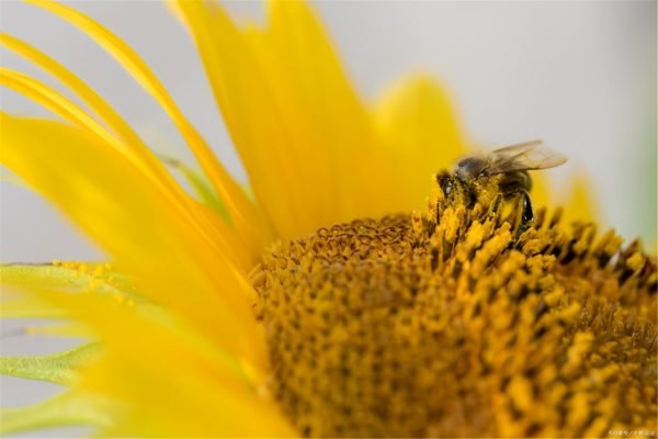 有奉献精神的诗句