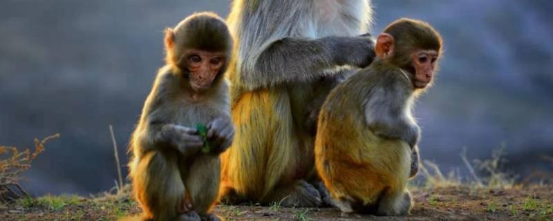 落草为寇打一生肖