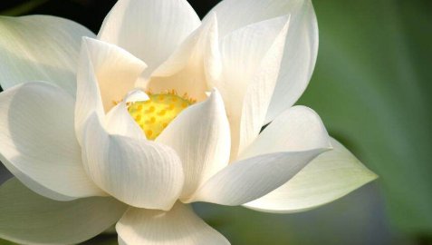 圣母白莲花是什么意思