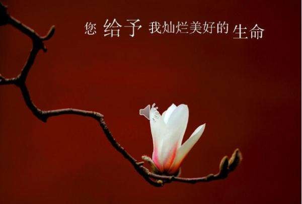 表达感谢送花人的句子