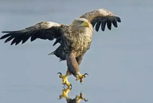 有翅难飞猜一生肖