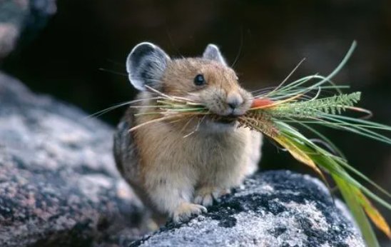 望风而溃打一个动物