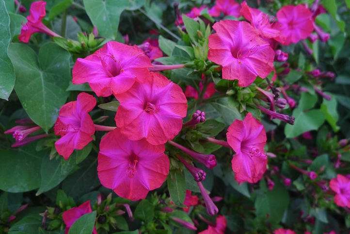 这个是什么植物