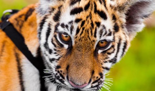 虎开头的四字成语