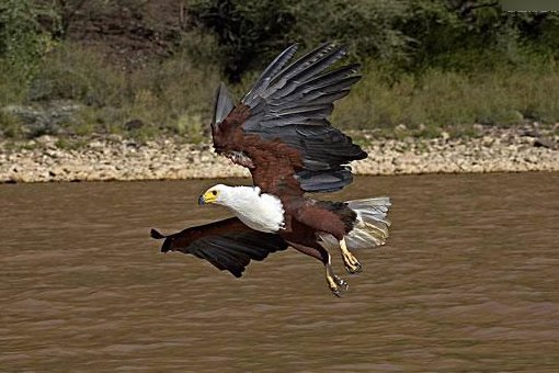 老鹰的尾巴有什么用处