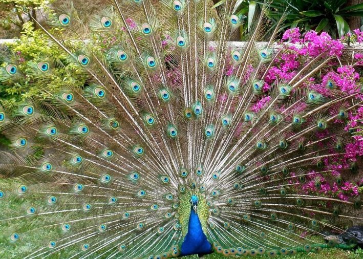 目迷五色是什么动物？