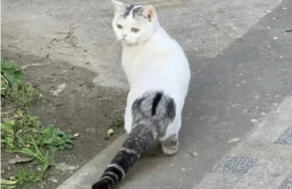 尾巴难藏是什么生肖