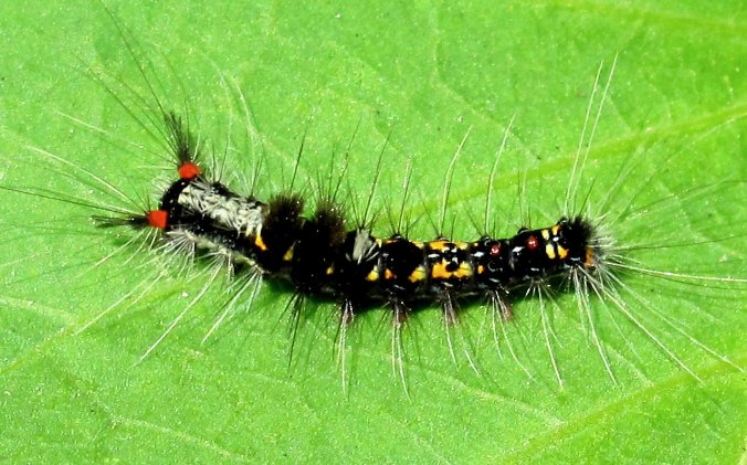 毛毛虫长大了会变成什么？