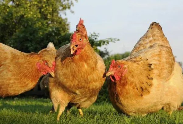 点铁成金是什么生肖