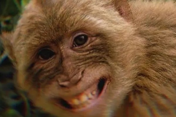 奔车朽索打一准确生肖