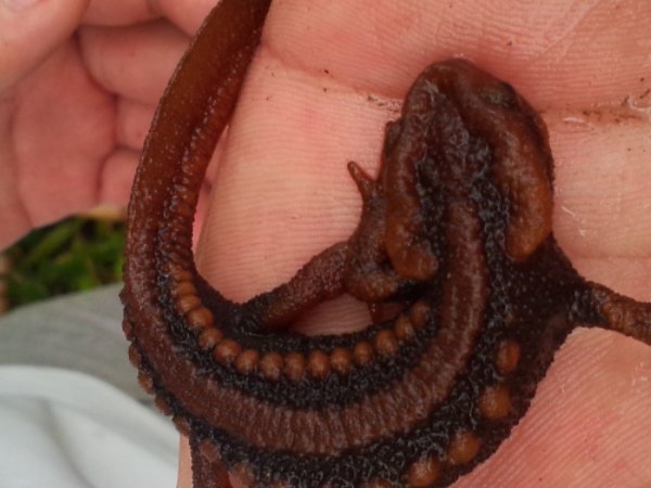 火麒麟蝾螈怎么养