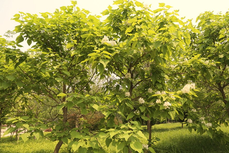 梓晴的意思及寓意