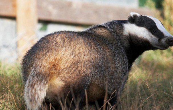 泥猪是一种什么动物？