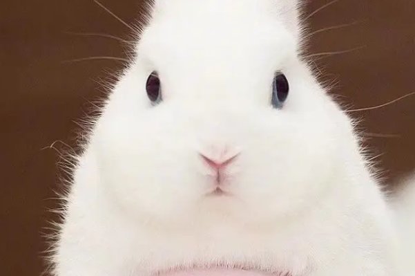 缺三短四什么动物