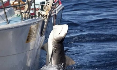 鲨鱼最怕的三种人