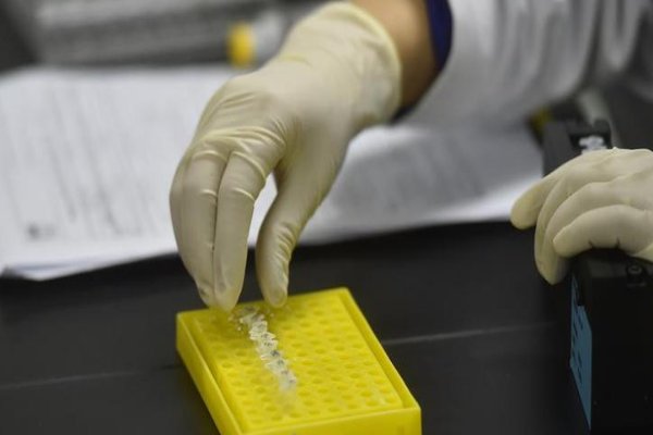 印记基因的定义