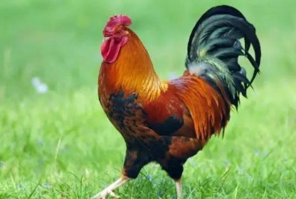 口没遮拦打一动物生肖