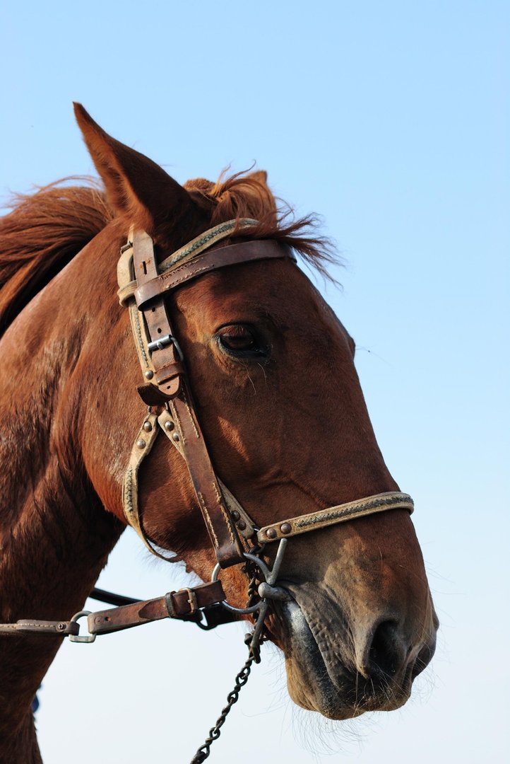 先锋保国卫家园指什么生肖