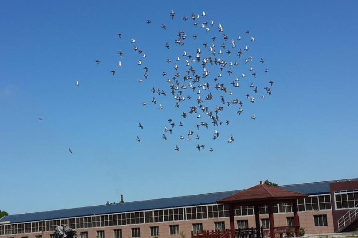 宏建公棚赛鸽公棚秋棚规程