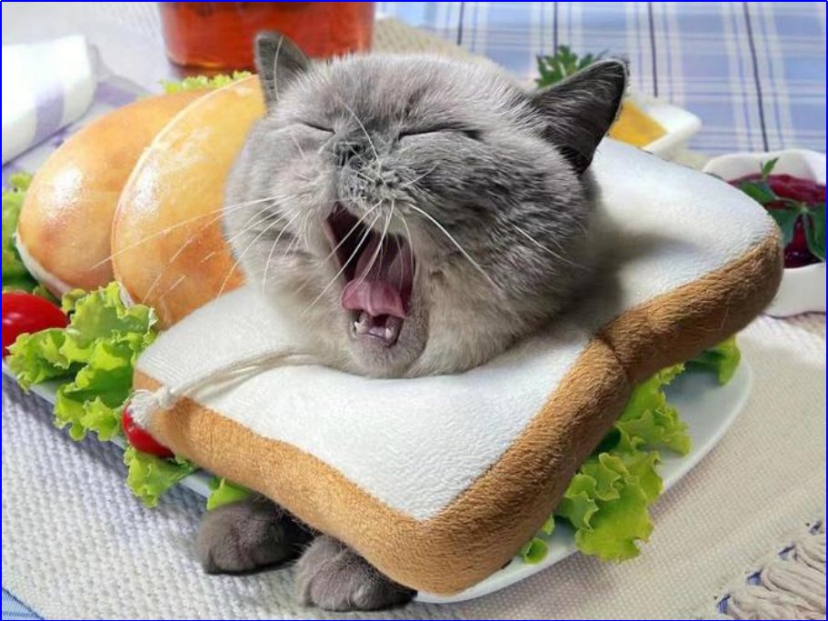 毫无违和感什么意思？