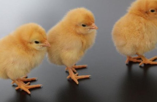 小鸡为什么会叫？