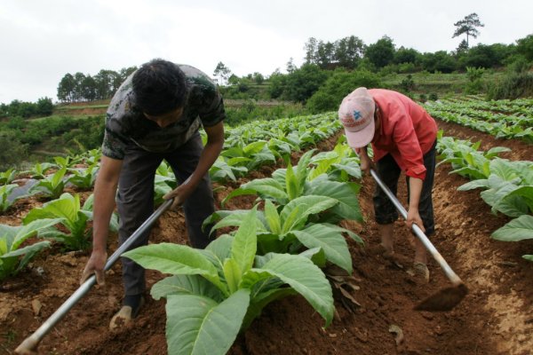 烟草种植对环境的破坏不包括哪些