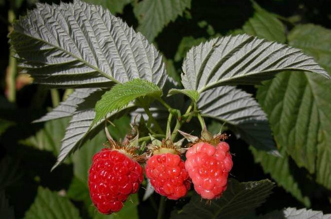 妙子这种水果的学名叫什么