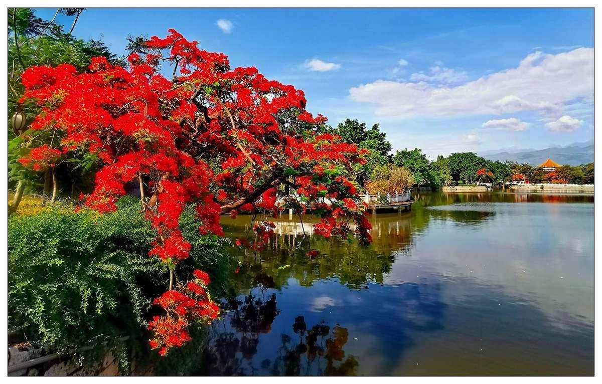 凤凰花开象征着什么寓意