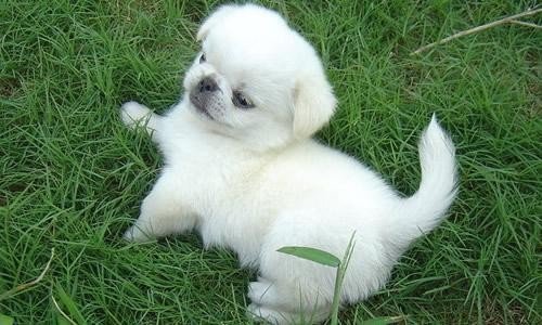 狗是什么动物？