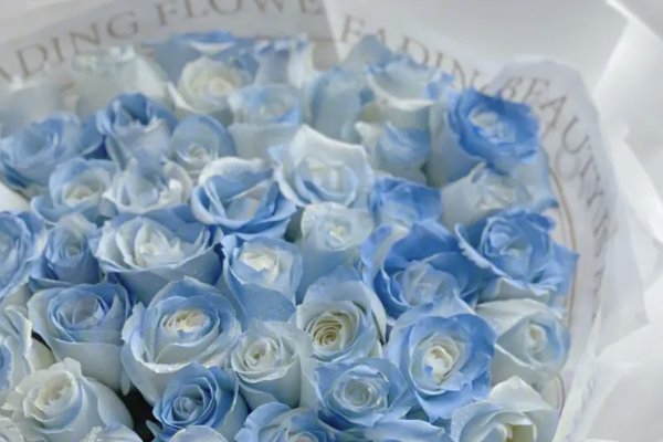 为什么不能轻易送碎冰蓝玫瑰