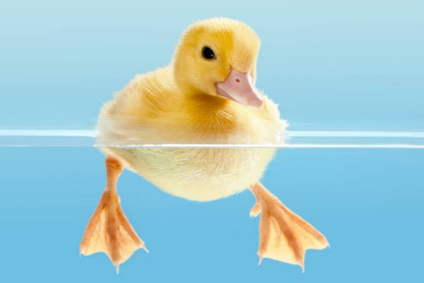 小鸭子怎么样的在水里游泳？