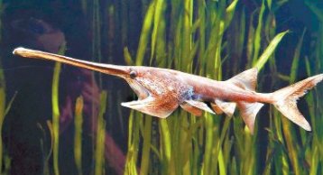 伏尔加的鱼是什么？