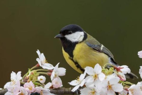 程氏爱鸟原文及翻译