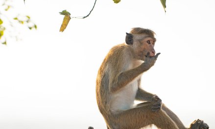 尾巴难藏是什么生肖