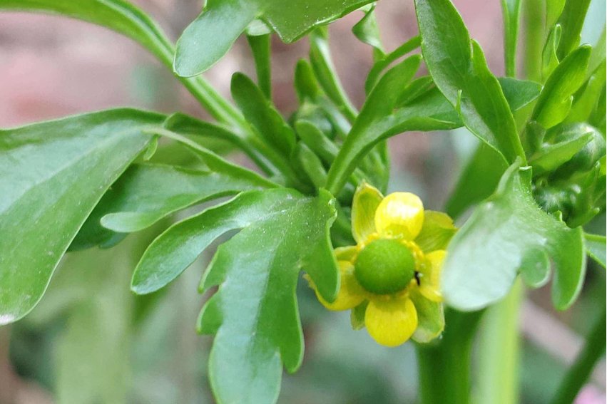 草字头一个内读什么？