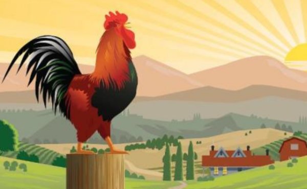 司晨报晓是什么意思