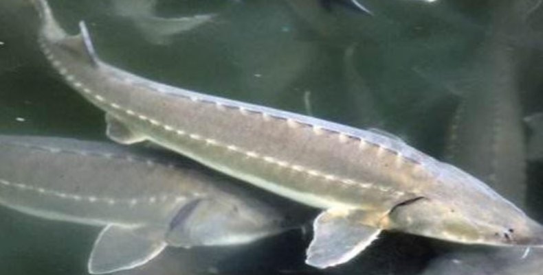 人工养殖中华鲟市场售价如何？