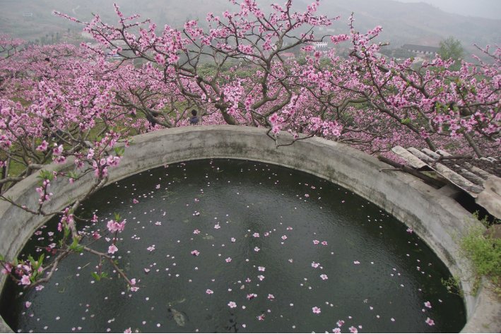 繁花落尽意思是什么