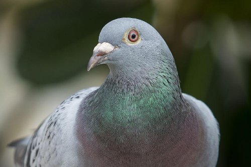 春兴公棚赛鸽公棚规程