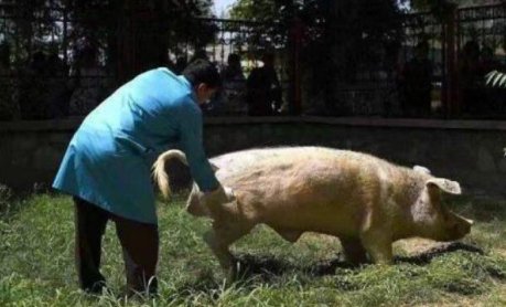 猪是哪个国家的国宝