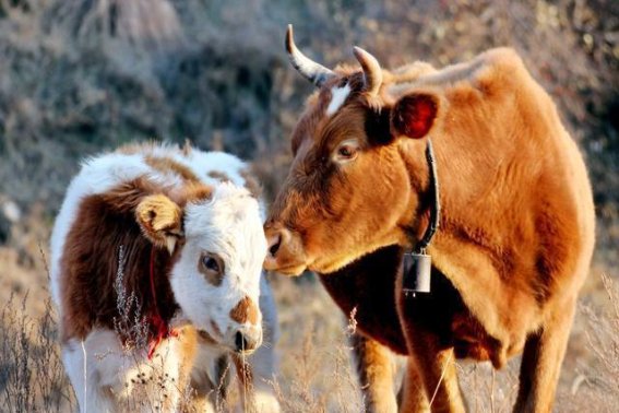 泫然流涕什么动物