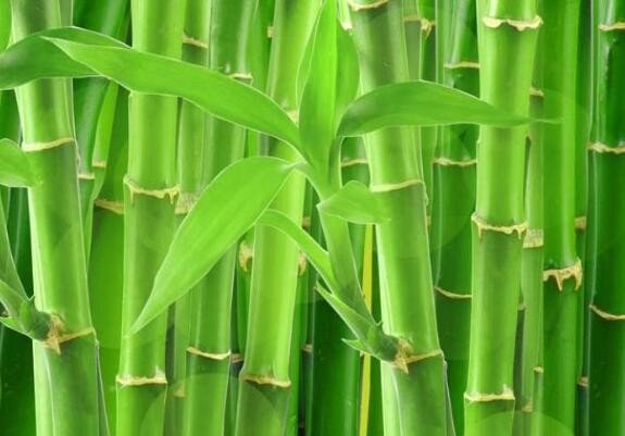 中秋过后又重阳(打一郑板桥诗句)