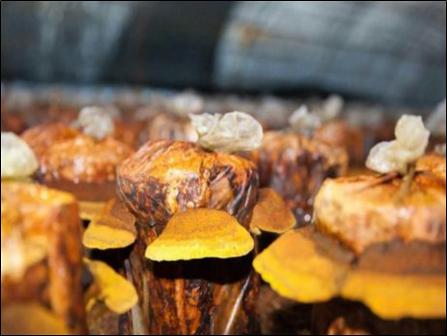 湖北远科桑黄种植基地是真的吗?