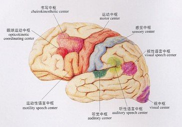 中国口吃信息网的网站主旨