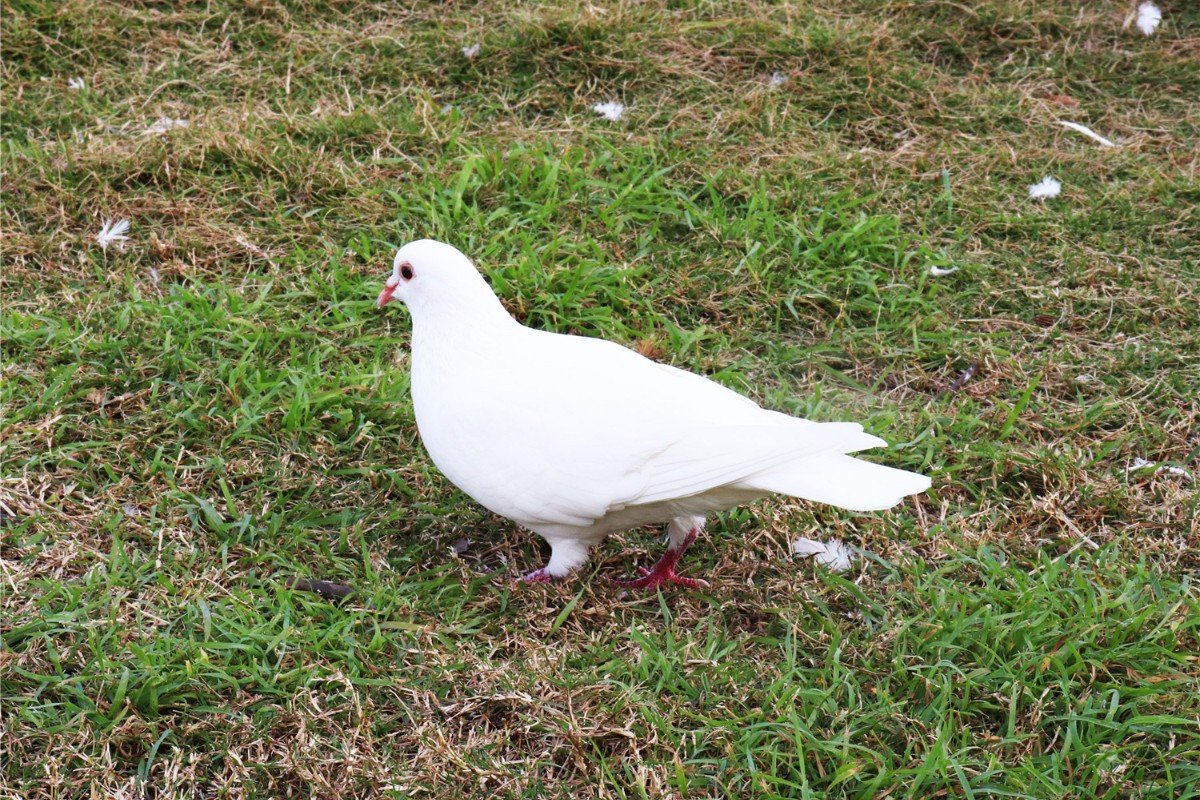 宏建公棚赛鸽公棚秋棚规程