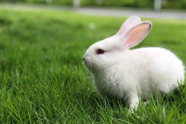 黑牛白角是什么意思打一生肖